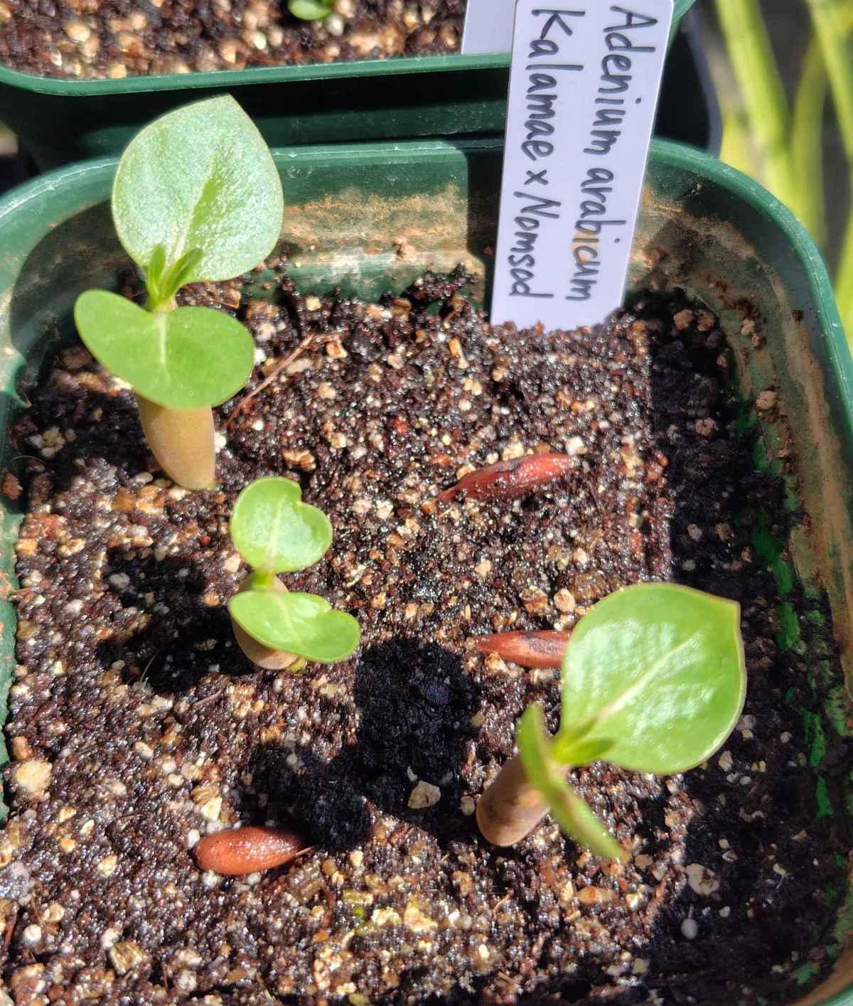 Adenium arabicum KM x NS (アデニウム アラビカム KM x NS)