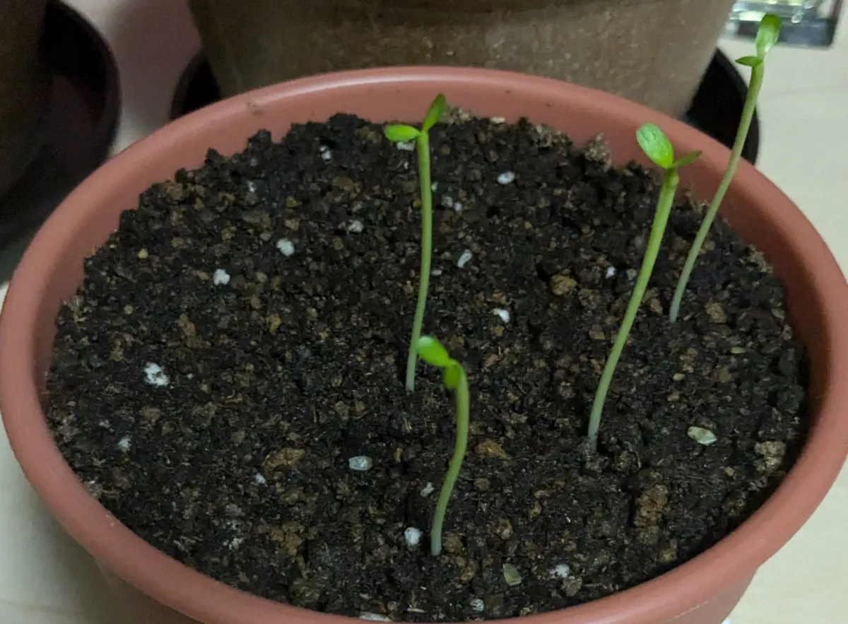 Euphorbia stellata (ユーフォルビア ステラータ 飛竜)