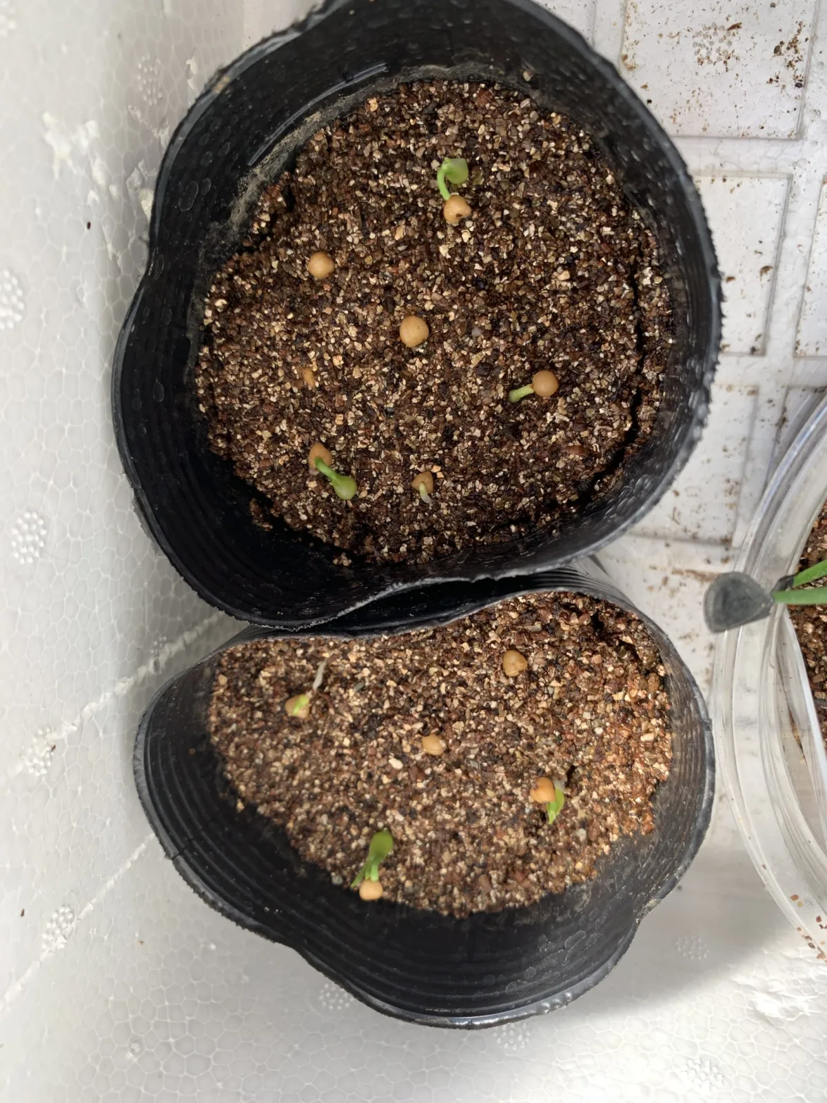 Beaucarnea gracilis (ボーカルネア グラキリス)