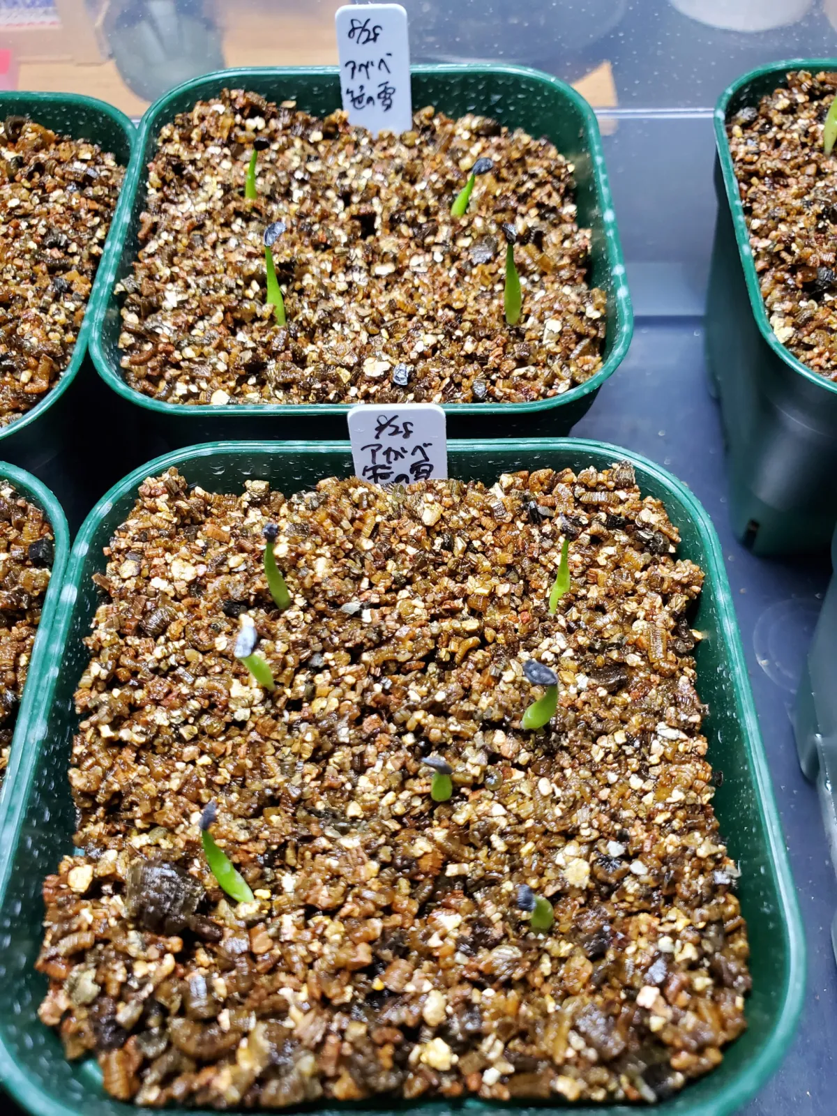 Agave victoriae-reginae Compacta (アガベ ビクトリアレジーナコンパクト)