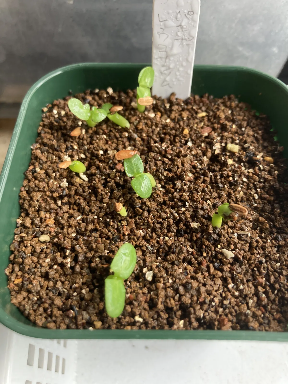 Pachypodium brevicaule subsp. leucoxanthum (パキポディウム レウコキサンツム)