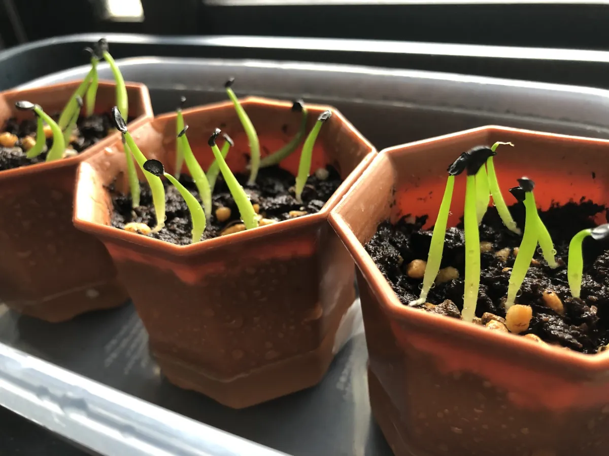 Agave titanota 'Blue' (アガベ チタノタブルー)