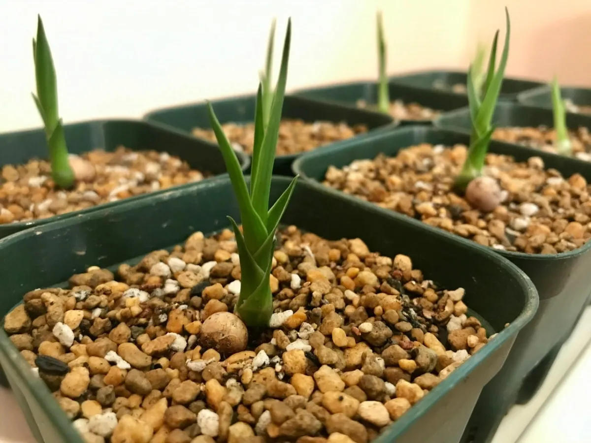 Dracaena draco subsp. draco (ドラセナ ドラコ)