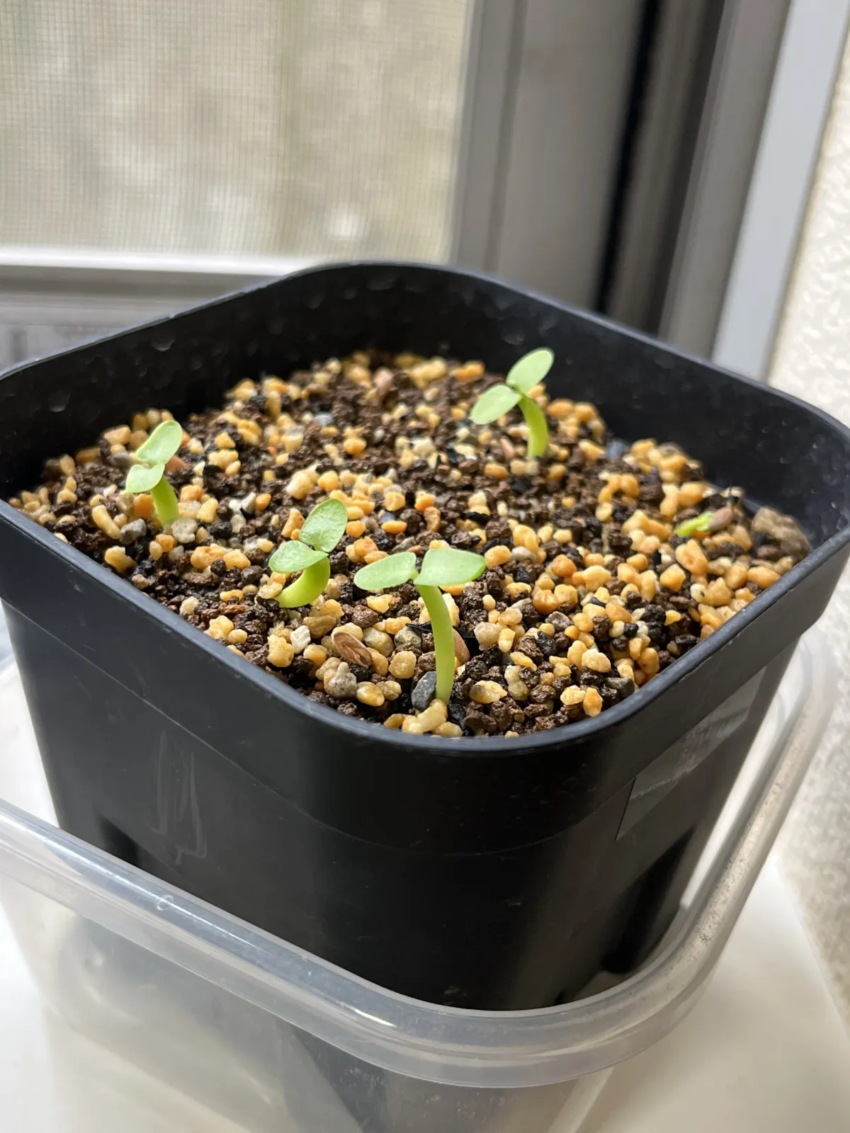 Pachypodium enigmaticum (パキポディウム エニグマチカム)