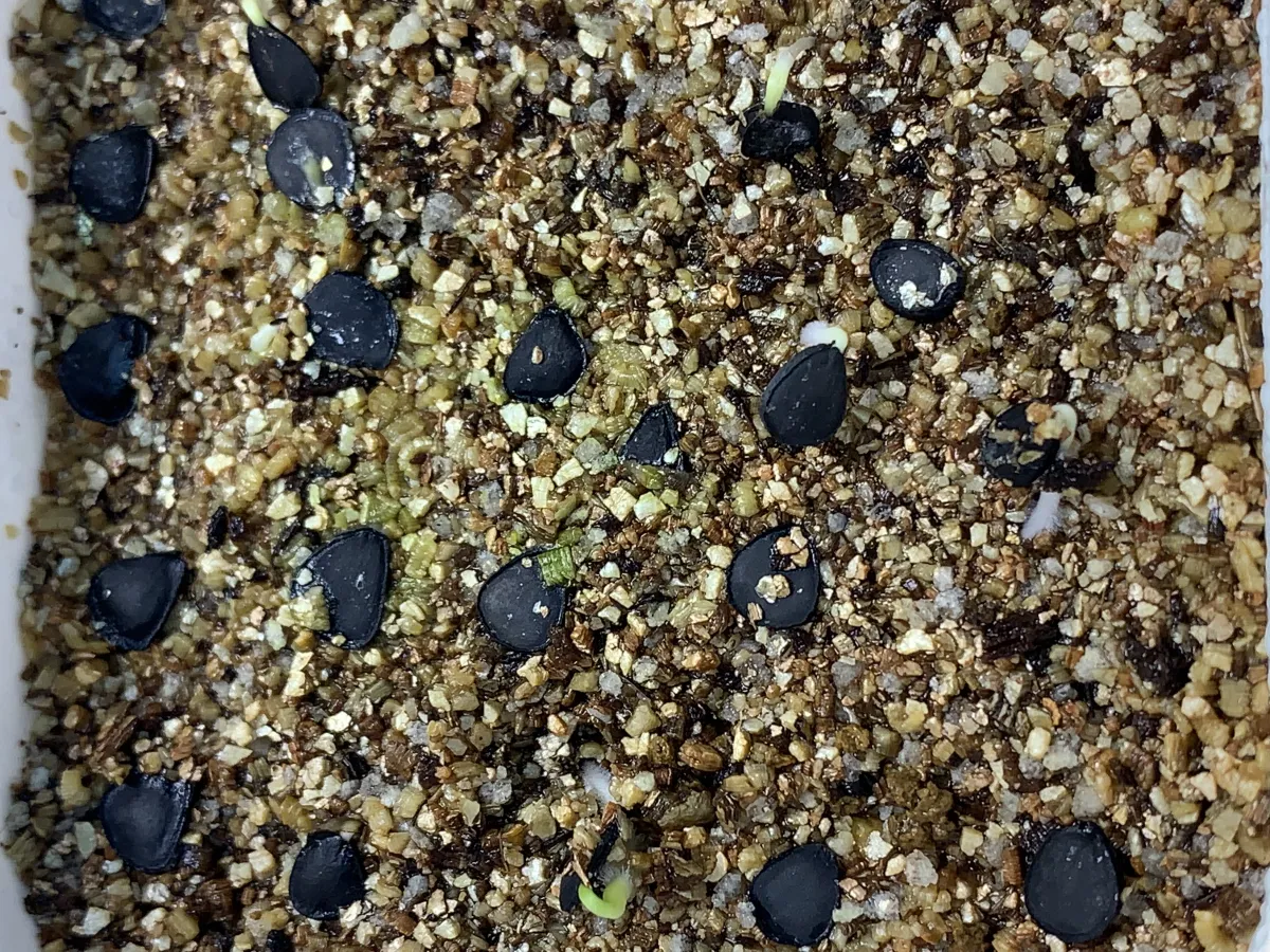 Yucca thompsoniana (ユッカ トンプソニアーナ)