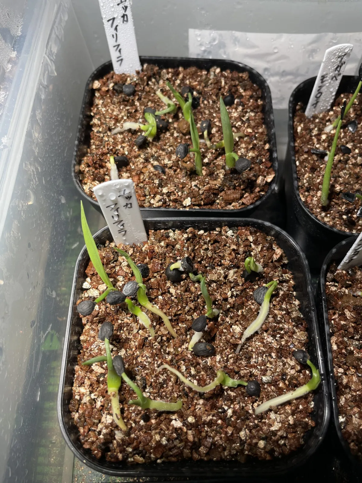 Yucca filifera (ユッカ フィリフェラ)