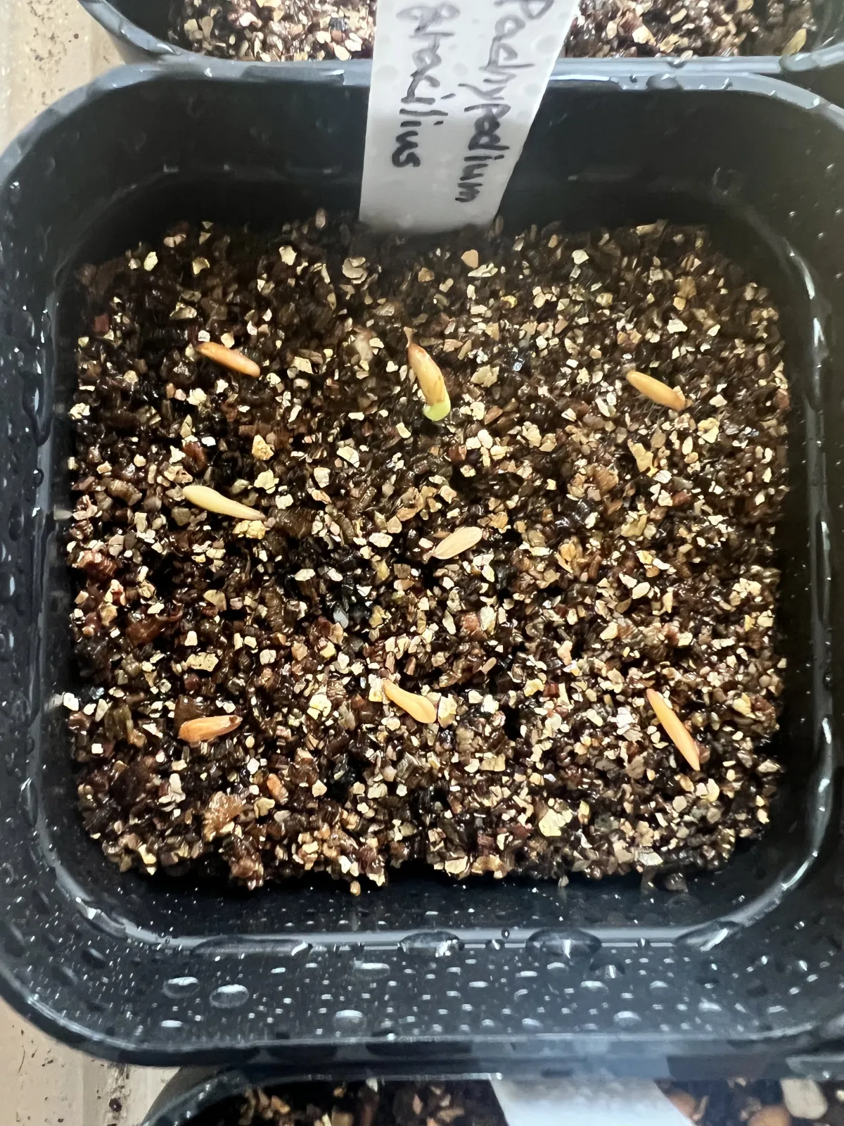 Pachypodium rosulatum var. gracilius (パキポディウム グラキリス)