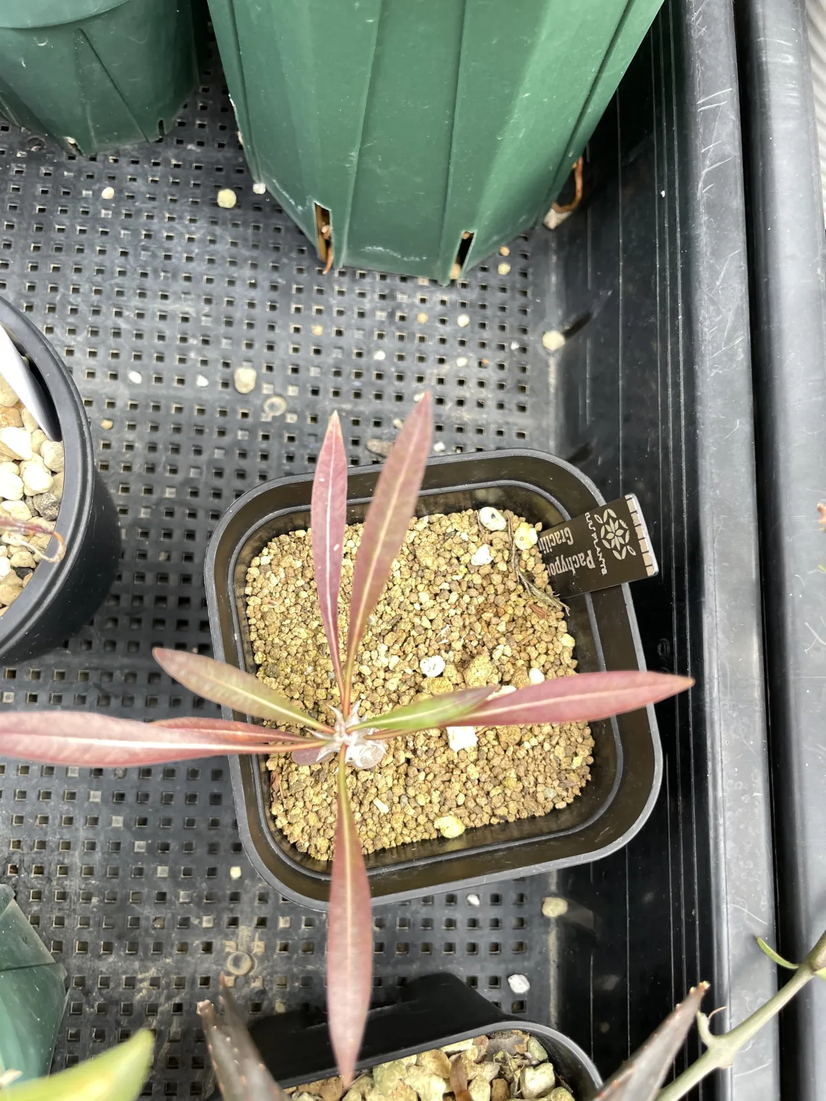 Pachypodium rosulatum var. gracilius (パキポディウム グラキリス)