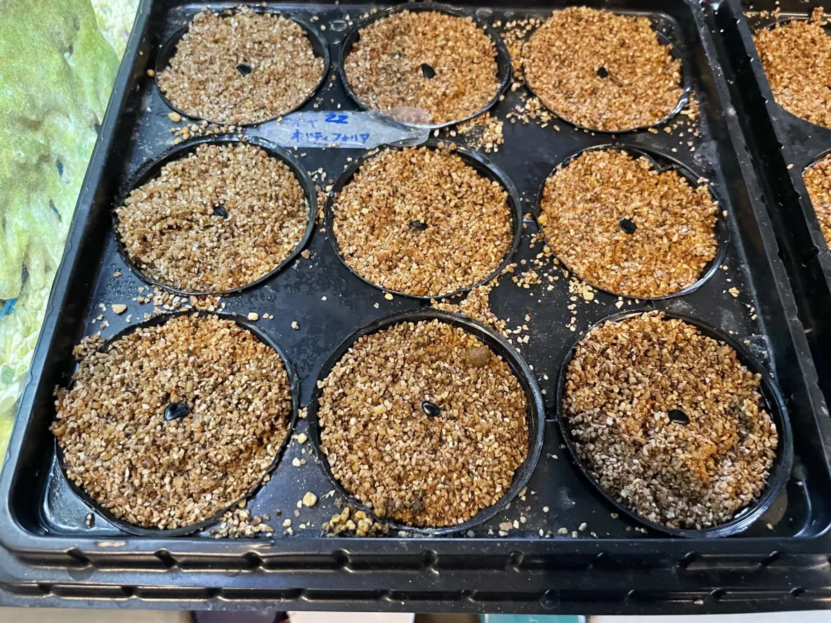 Agave ovatifolia (アガベ オバティフォリア)