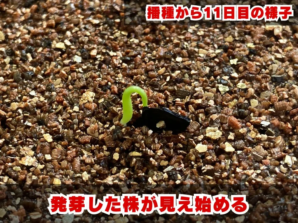 Agave seemanniana (アガベ シーマニアナ)