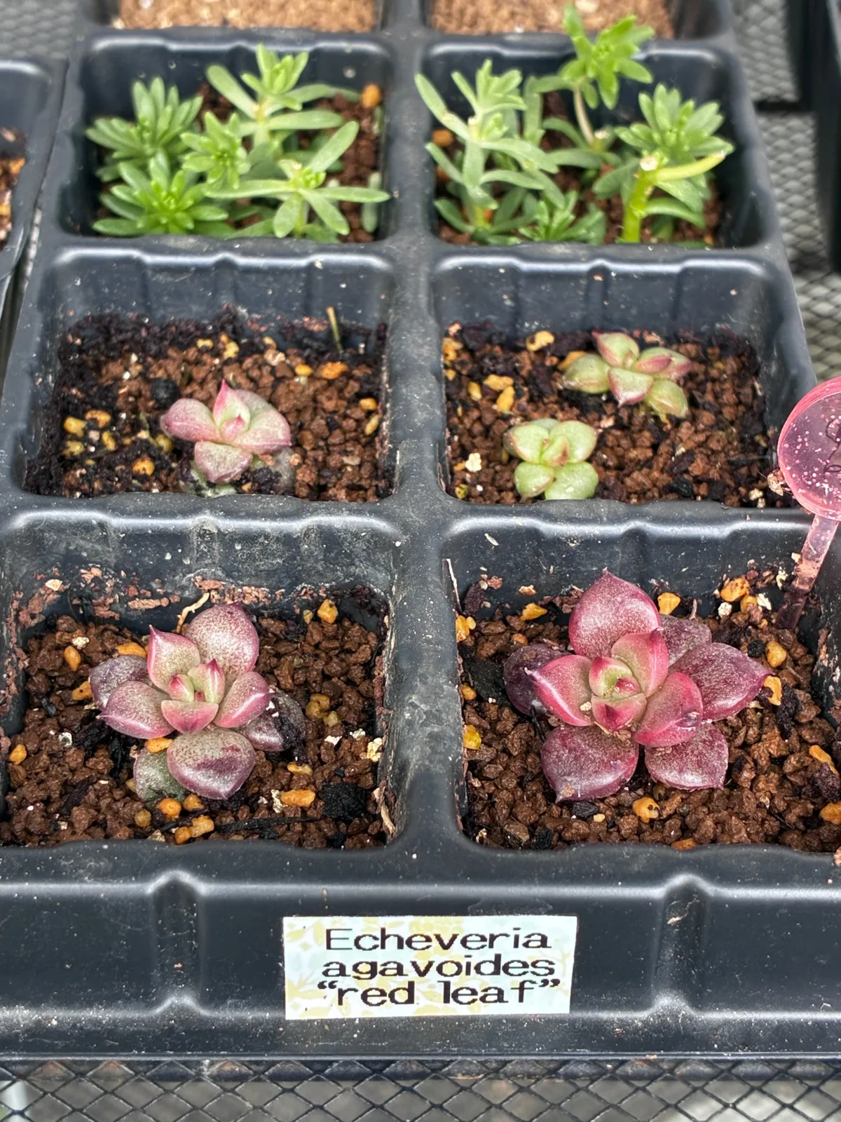 Echeveria agavoides 'Red Leaf' (エケベリア アガボイデスレッドリーフ)