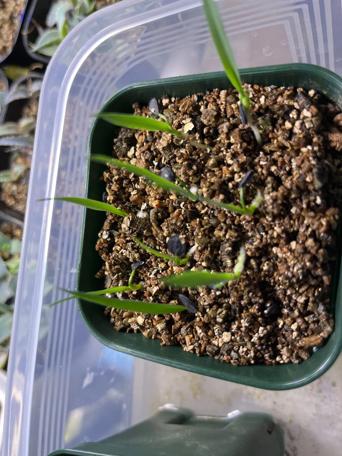 Yucca thompsoniana (ユッカ トンプソニアーナ)