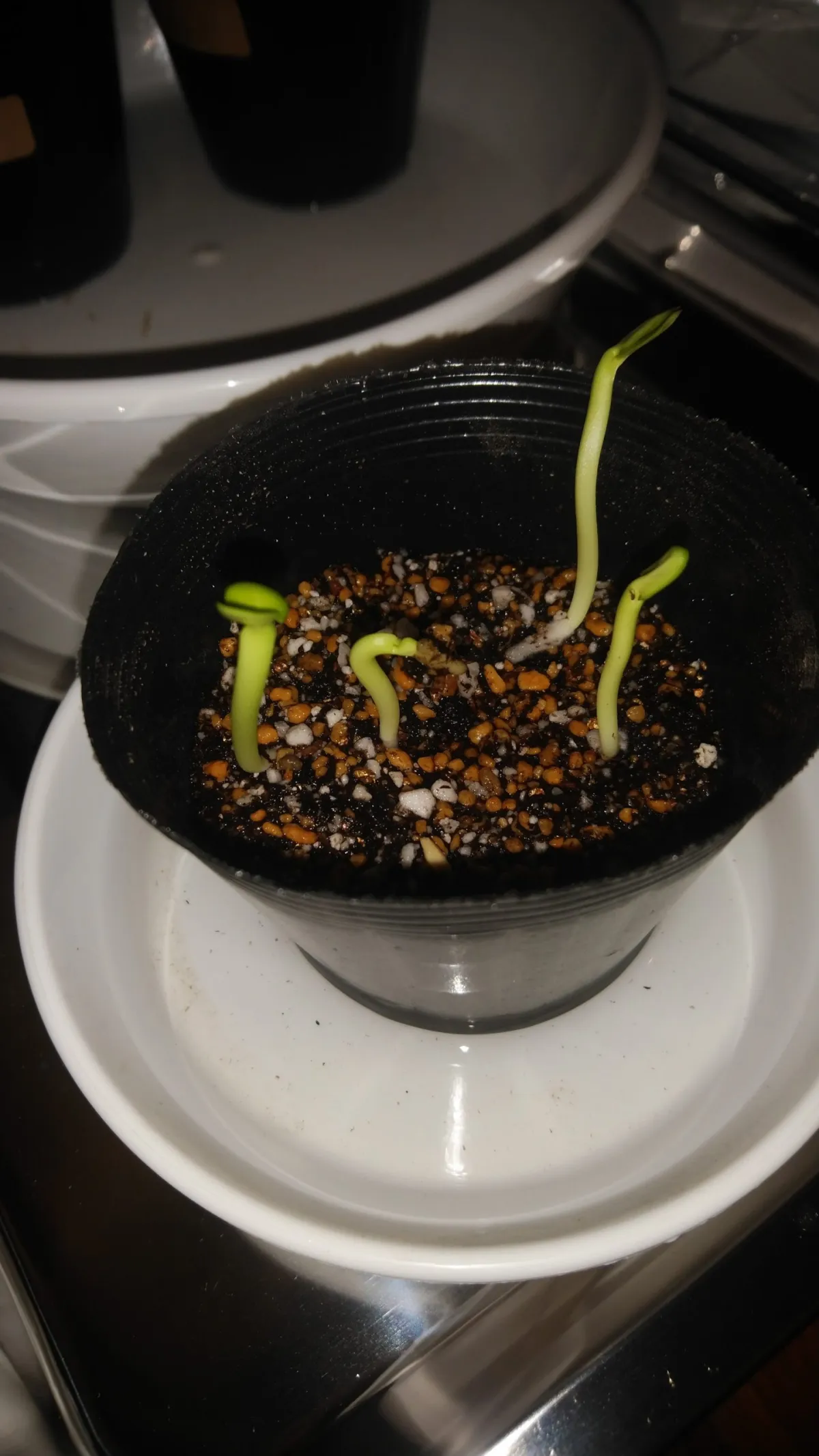 Pachypodium lamerei (パキポディウム ラメレイ 夢叶棒)