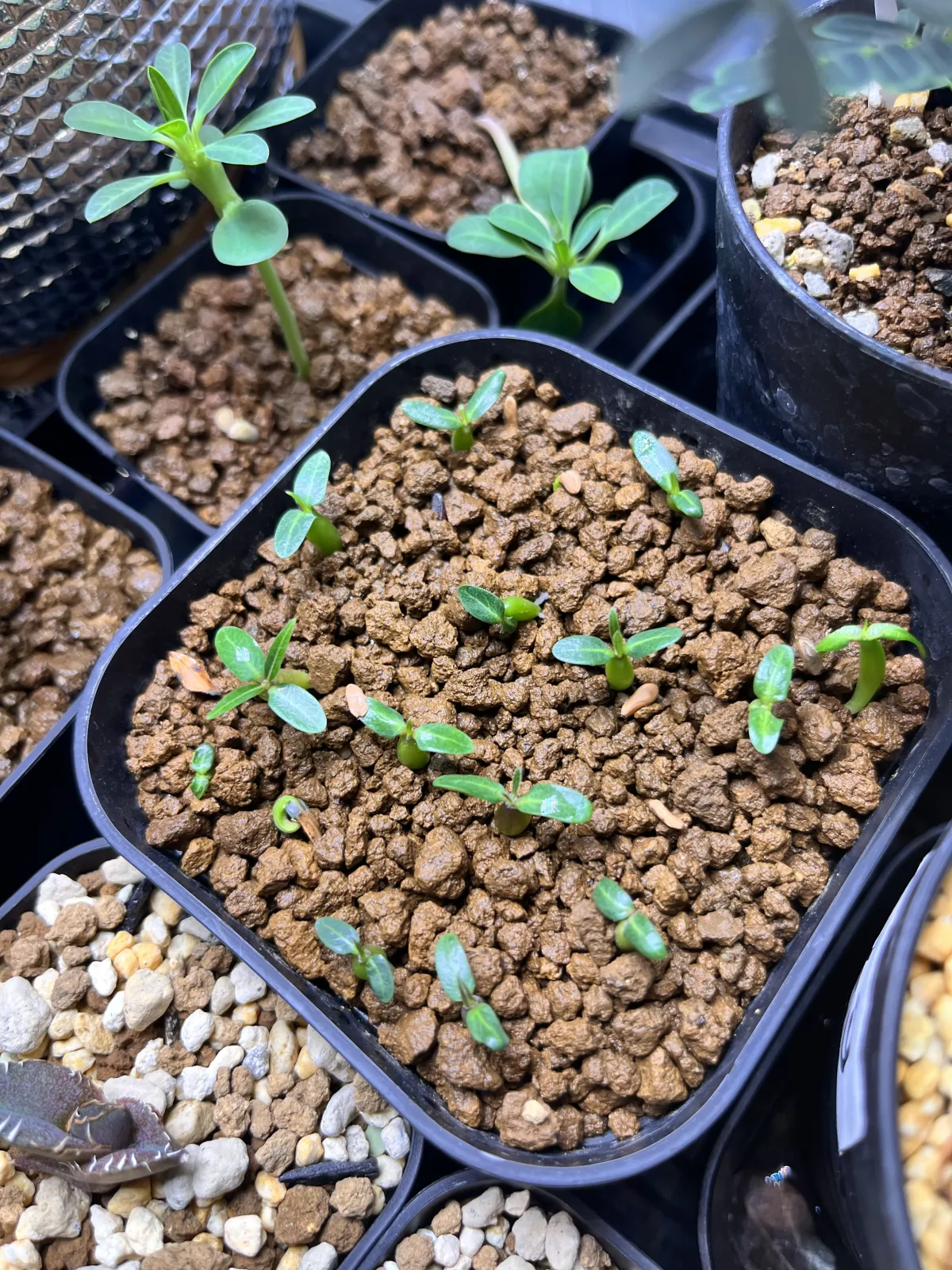 Pachypodium rosulatum var. gracilius (パキポディウム グラキリス)