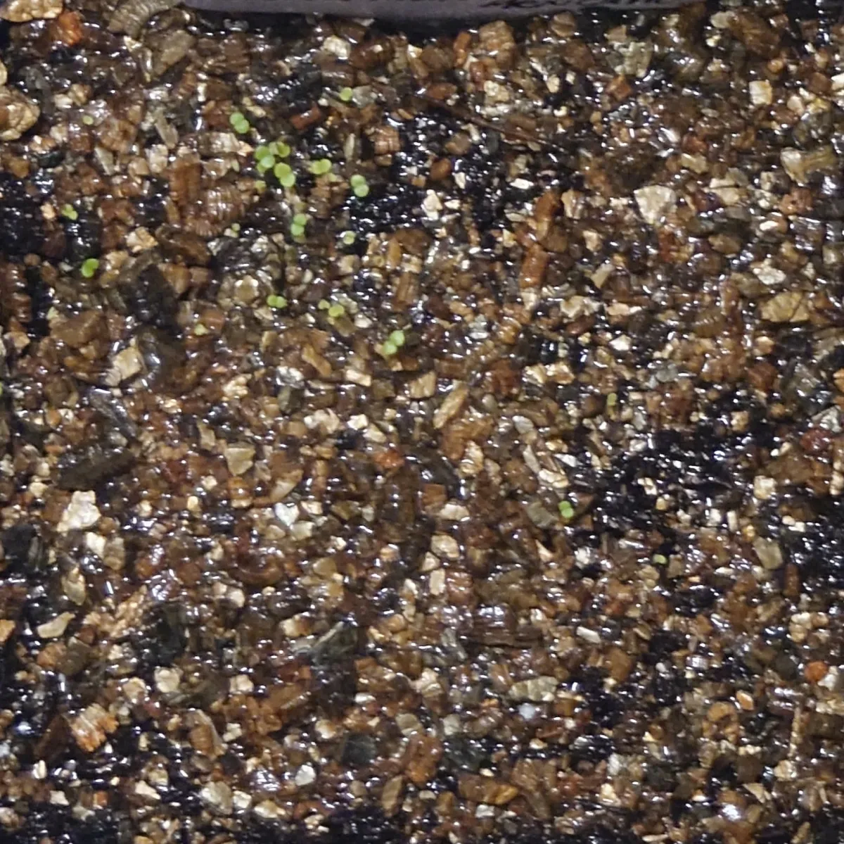 Echeveria hyalina Santa Maria Mexicana (エケベリア ヒアリナ サンタマリア メキシカーノ)