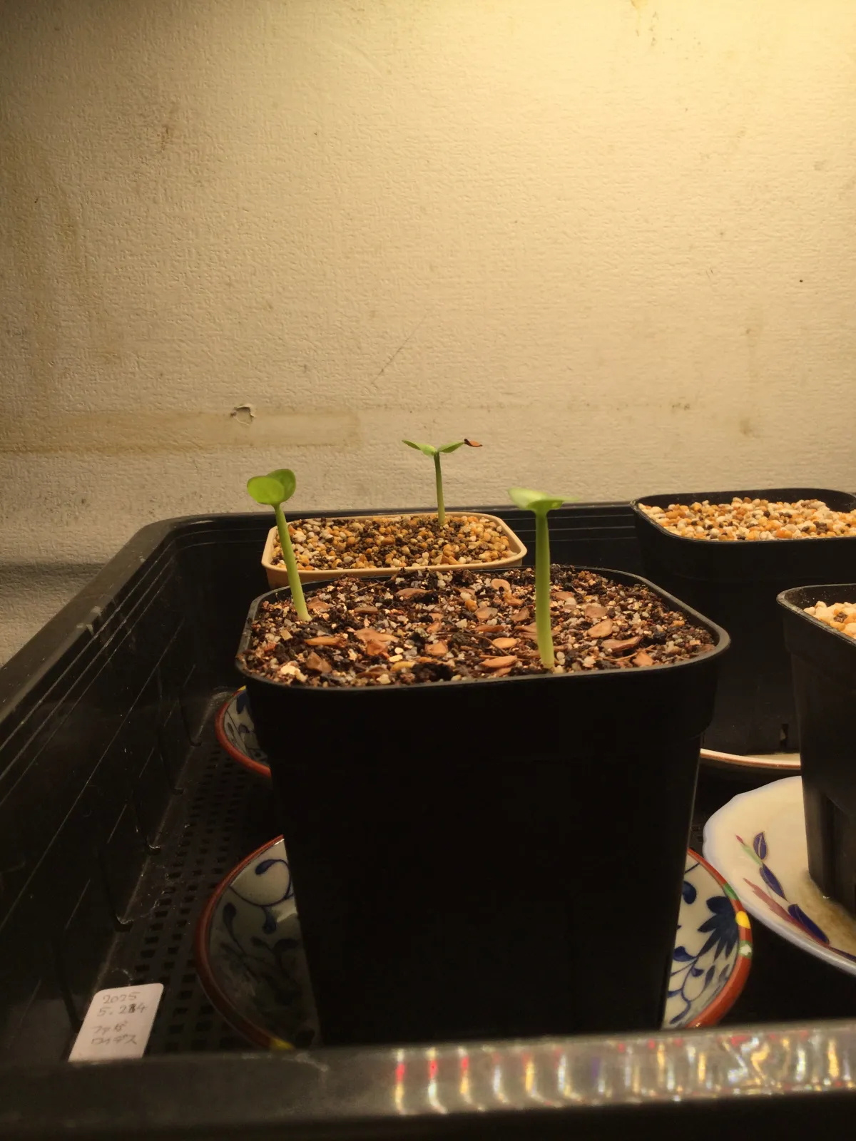 Pachypodium saundersii (パキポディウム サンデルシー 白馬城)