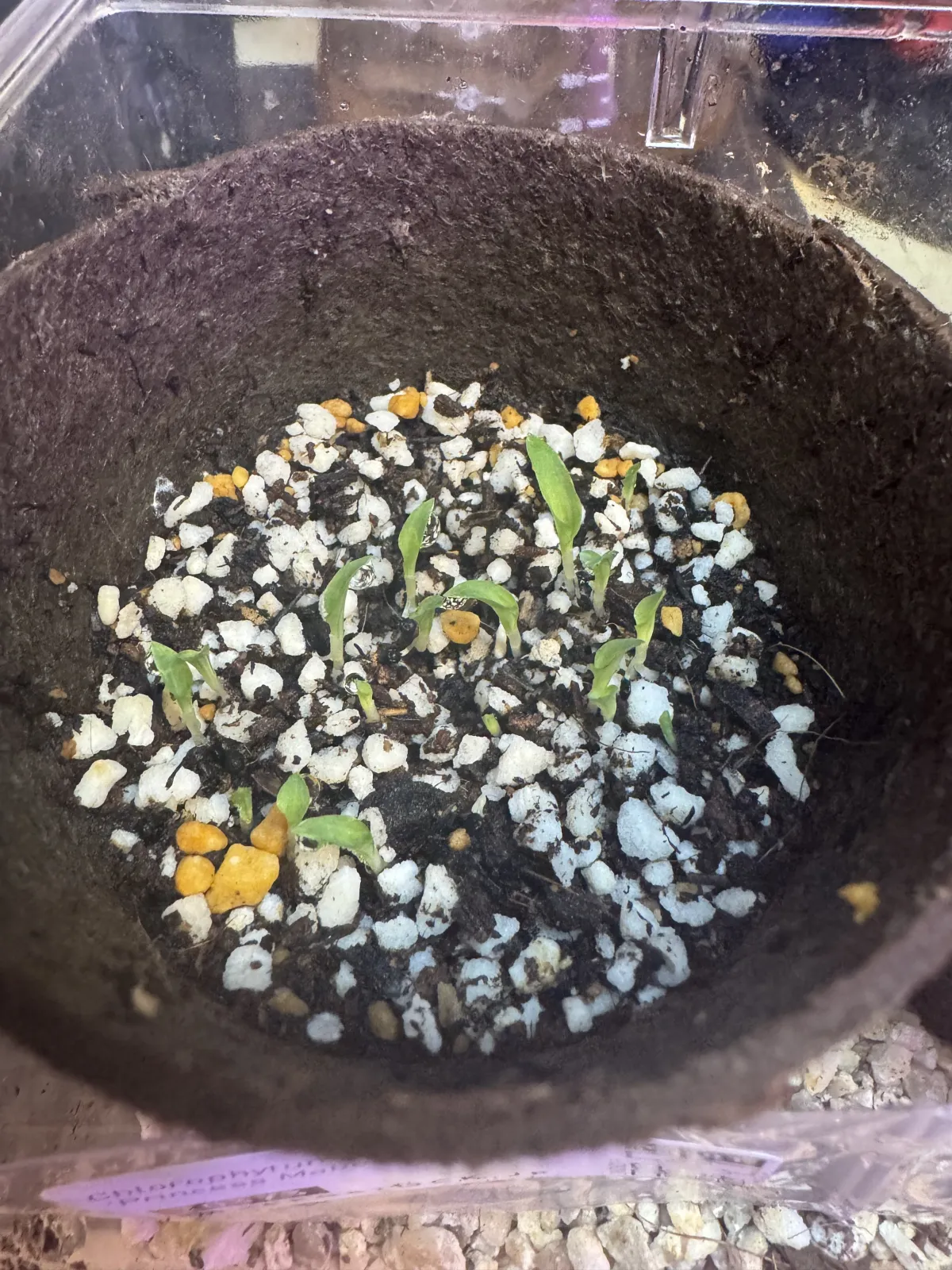 Chlorophytum orchidastrum 'Princess Mabel' (クロロフィツム プリンセス メイブル)