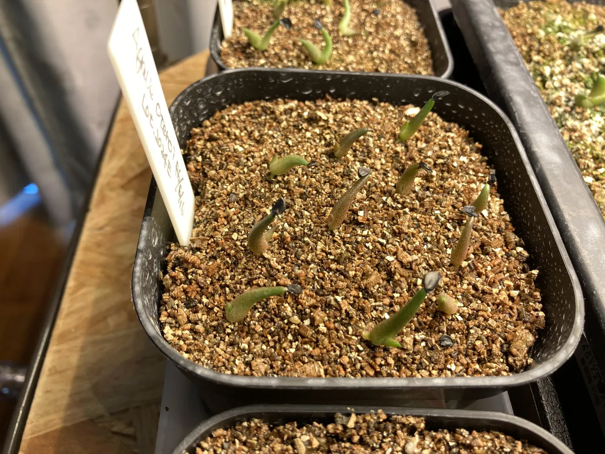 Agave oteroi (アガベ オテロイ)