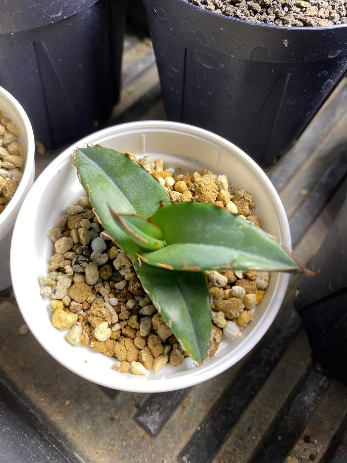 Agave oteroi (アガベ オテロイ)