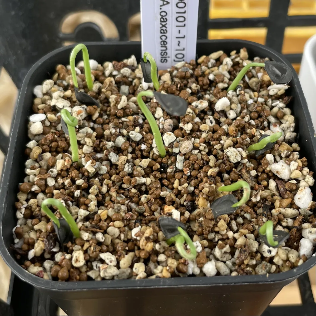 Agave americana var. oaxacensis (アガベ オアハセンシス)