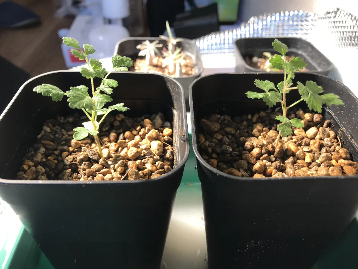 Pachycormus discolor (パキコルムス ディスカラー)