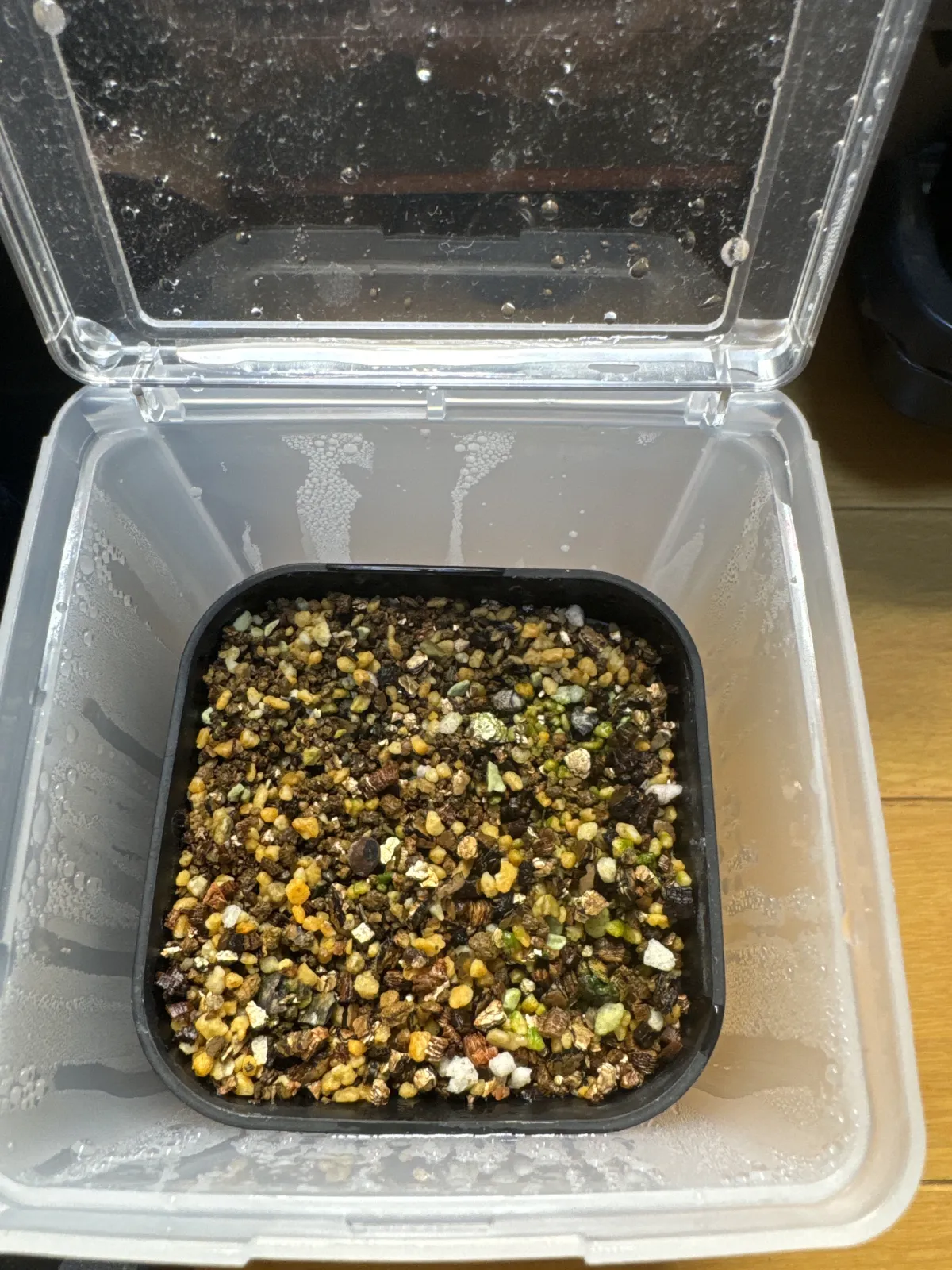 Operculicarya borealis (オペルクリカリア ボレアリス)