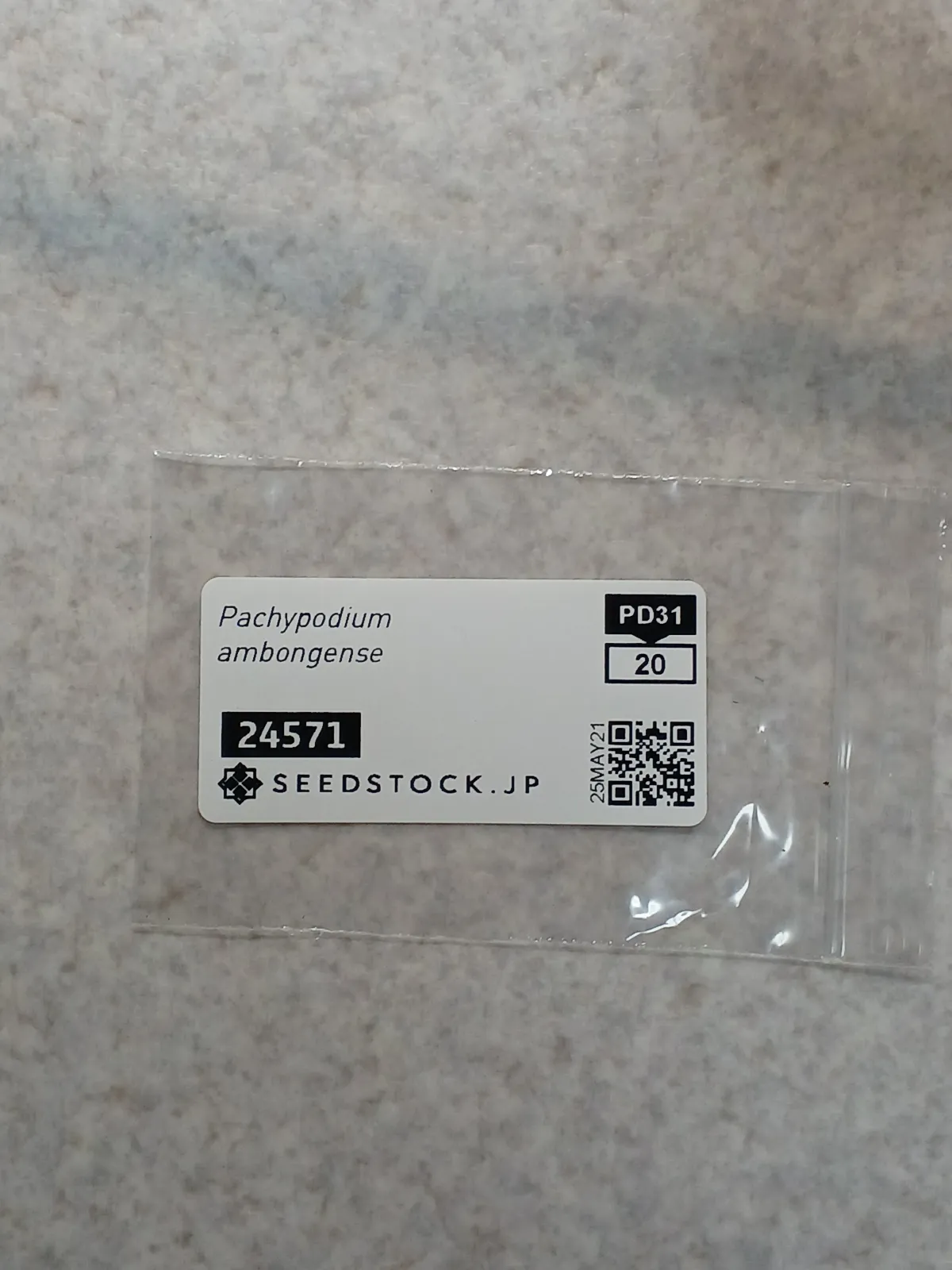 Pachypodium ambongense (パキポディウム アンボンゲンセ)