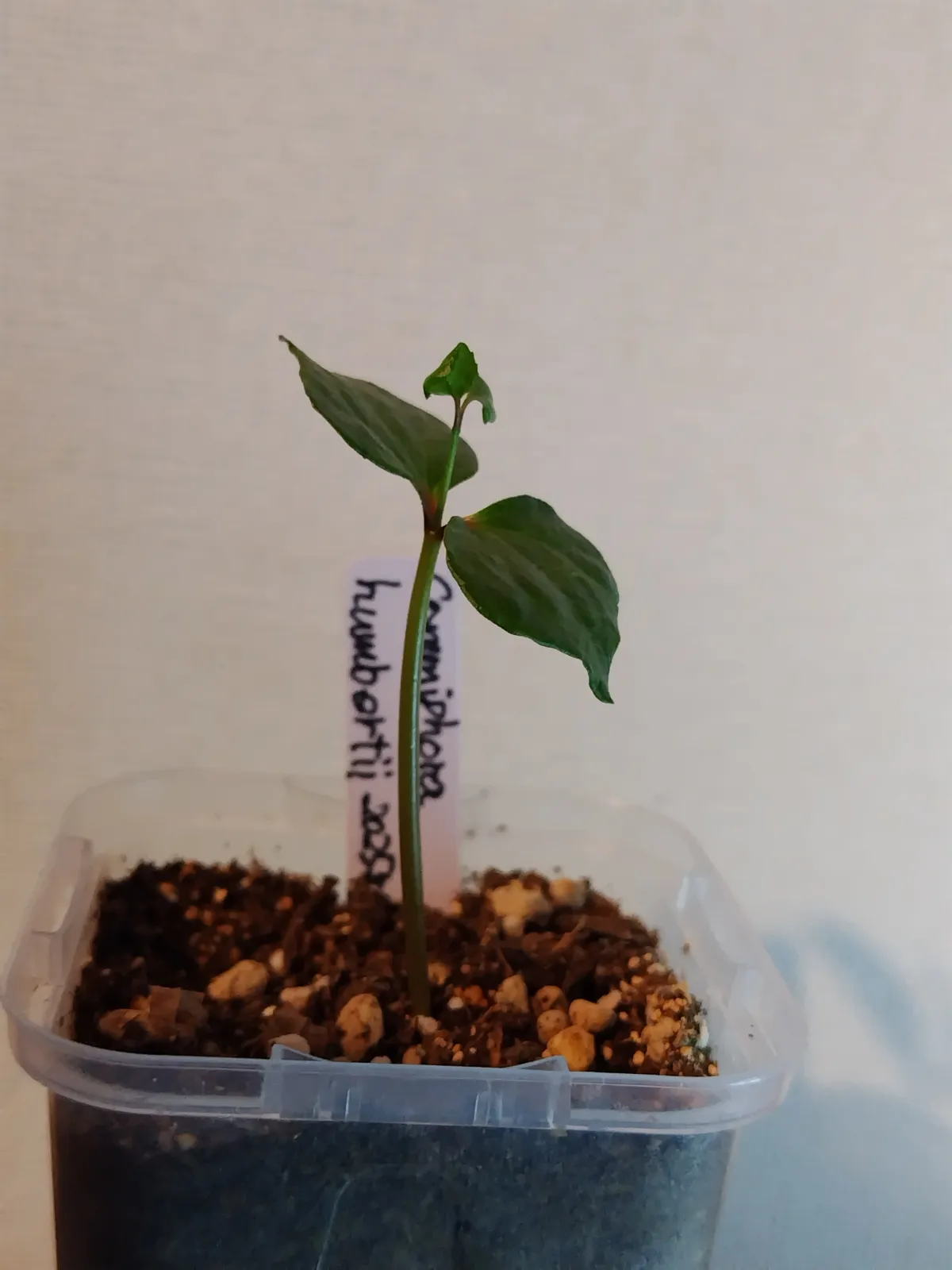 Commiphora humbertii (コミフォラ フンベルティ)