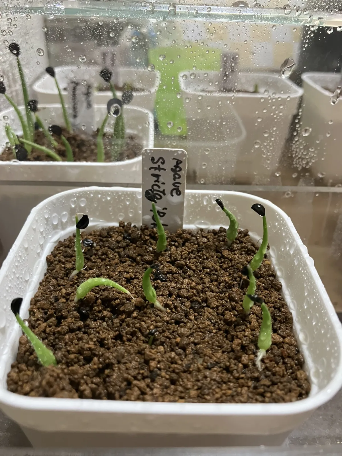 Agave stricta rubra (アガベ ストリクタ ルブラ)