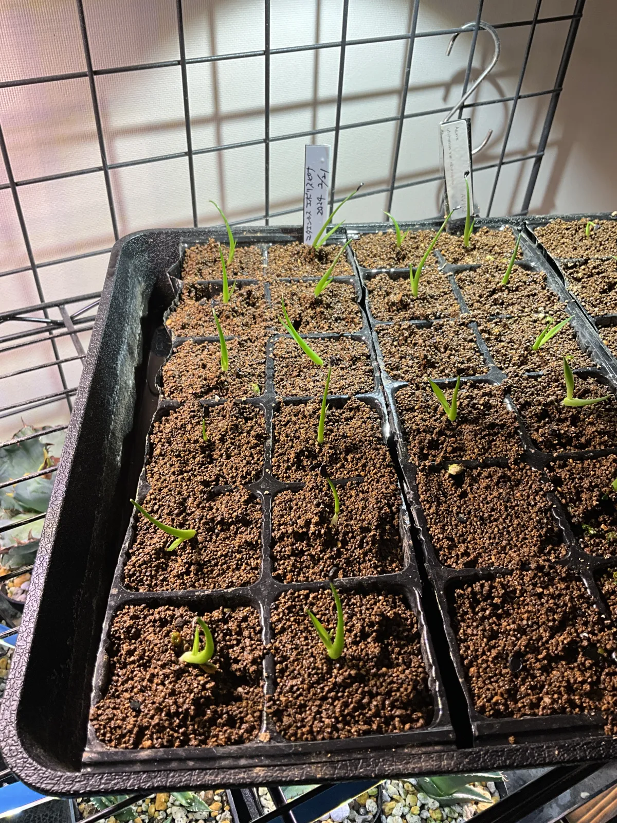 Agave utahensis var. eborispina (アガベ エボリスピナ)