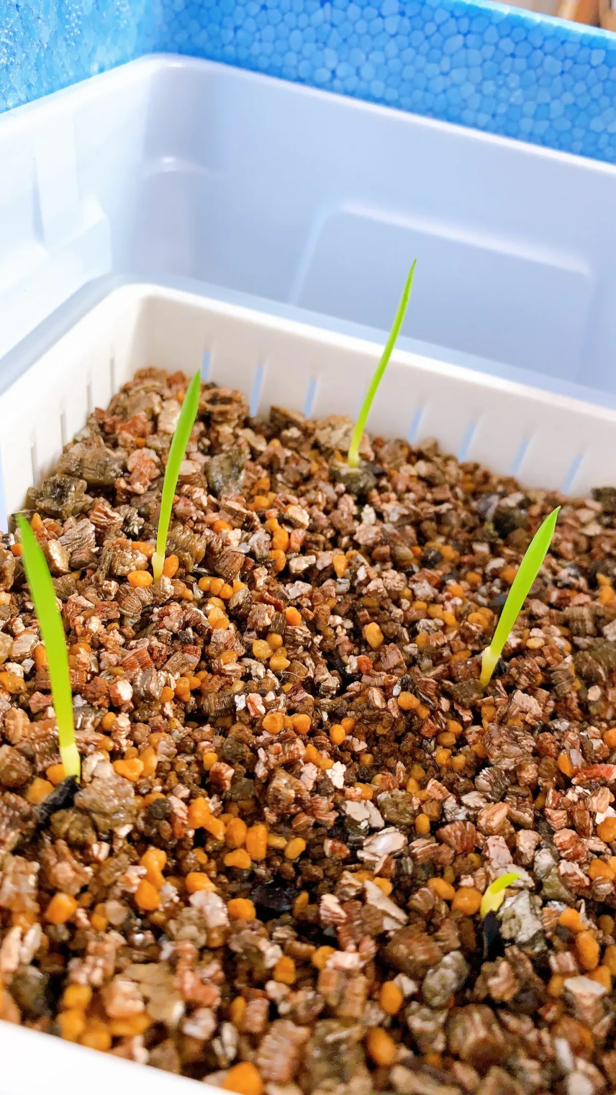 Kumara plicatilis (アロエ プリカティリス)