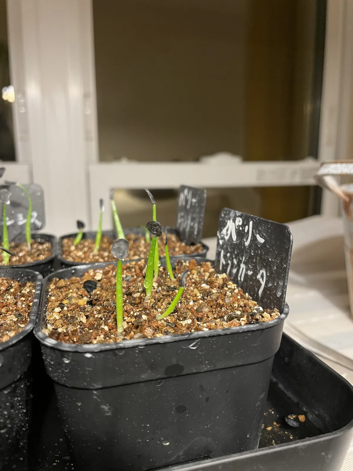 Agave parryi var. truncata (アガベ パリー トランカータ)