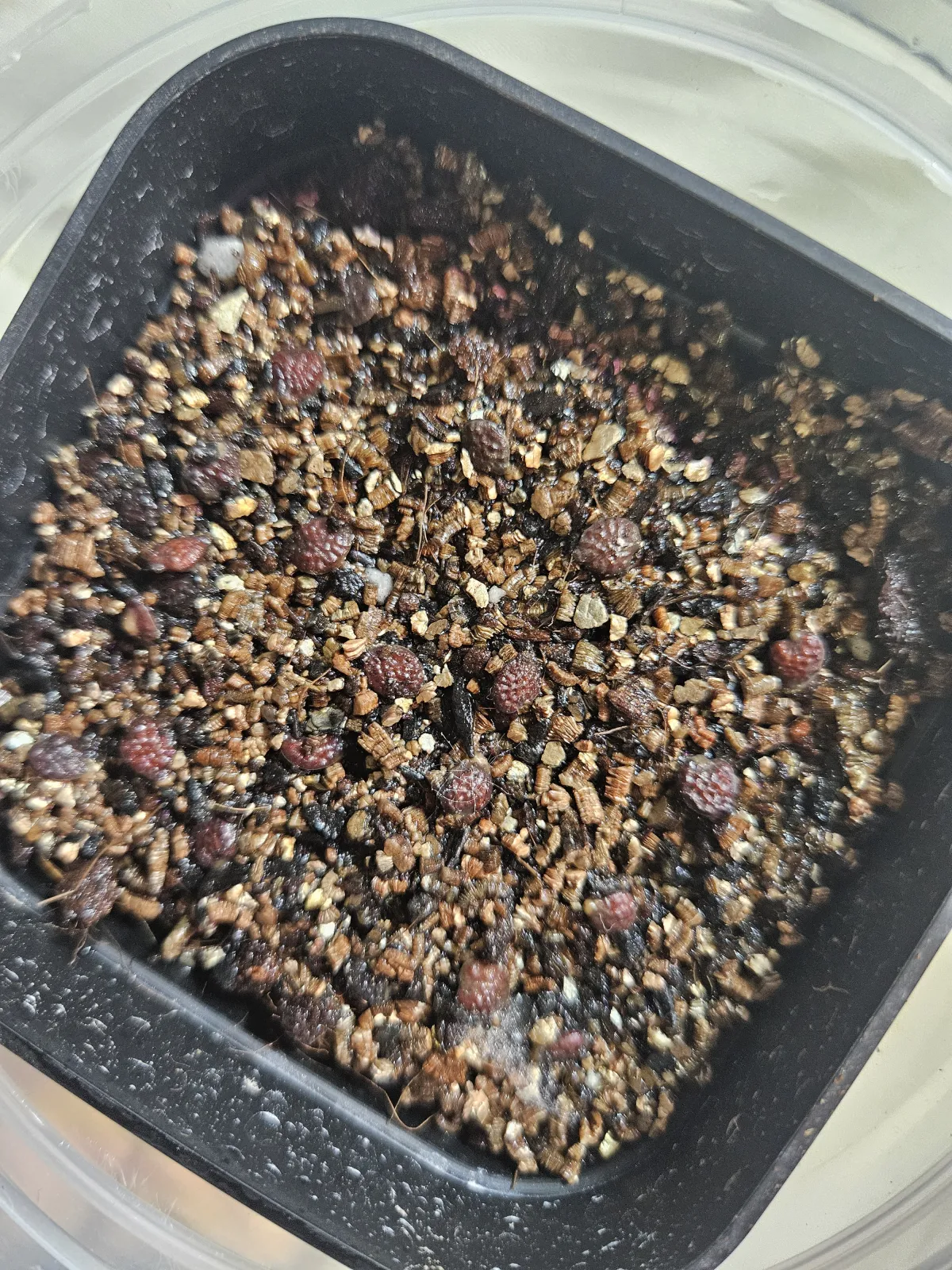 [発芽チャレンジ] アデニア オラボエンシス Adenia olaboensis 発芽難