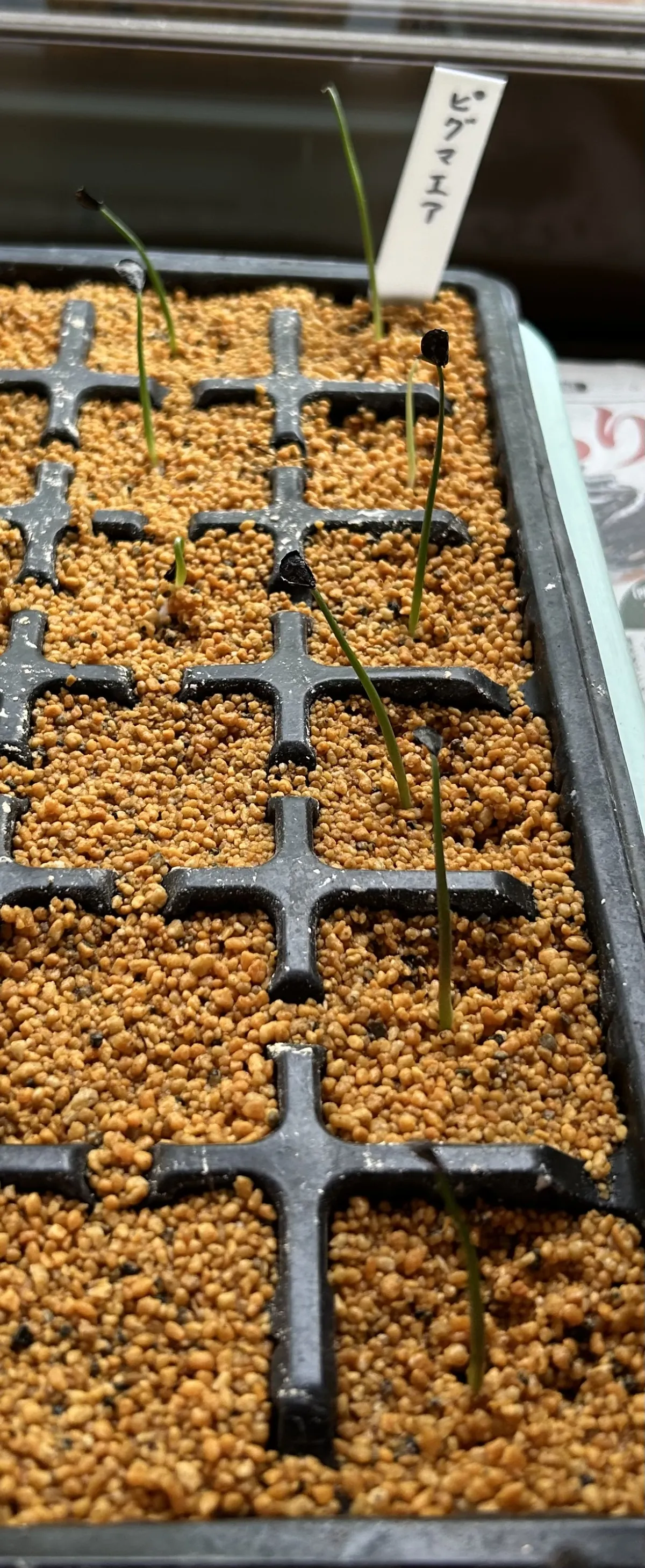 Agave seemanniana (アガベ ピグマエア)