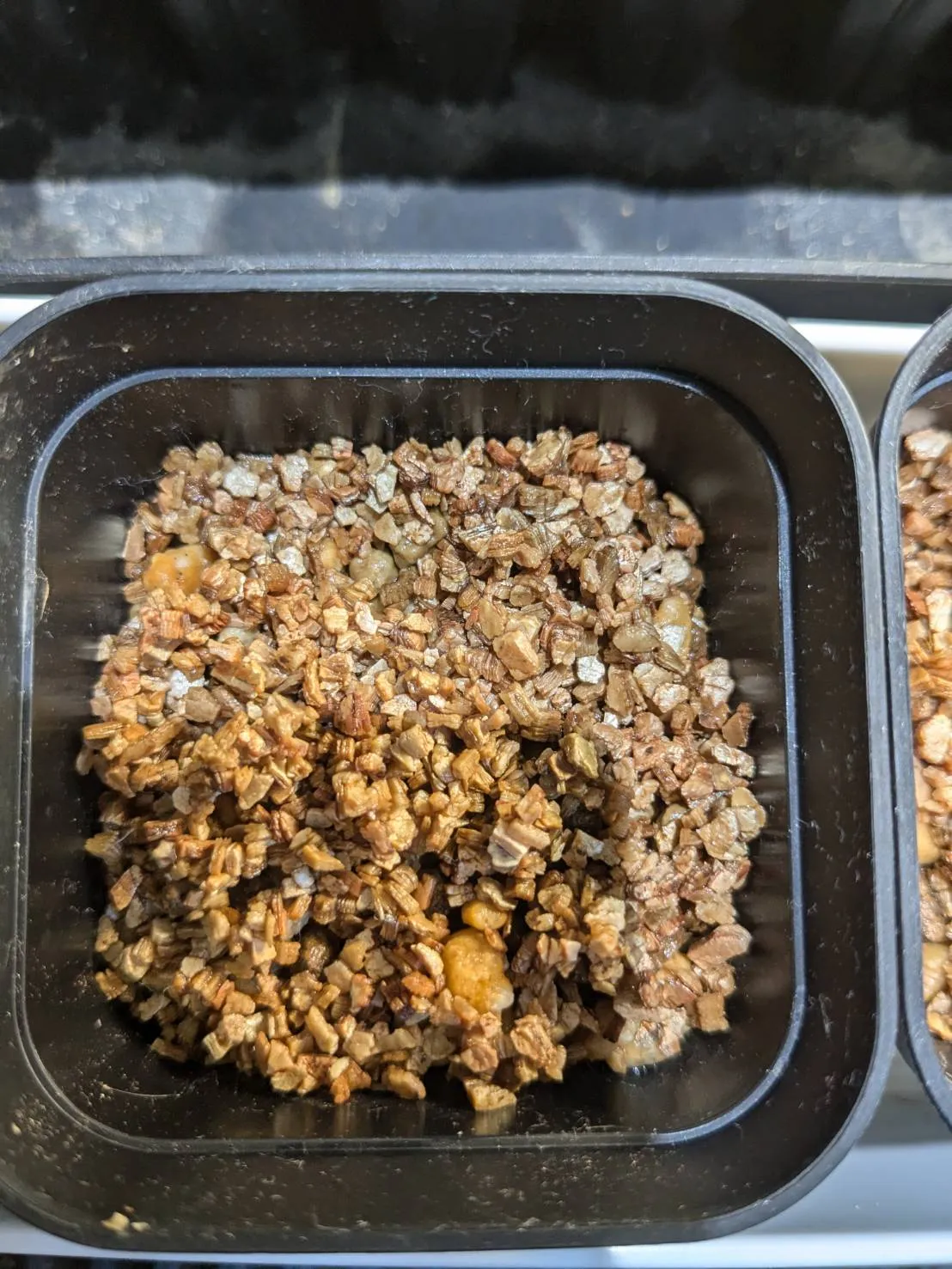 Philodendron hebetatum (フィロデンドロン ヘベタツム)