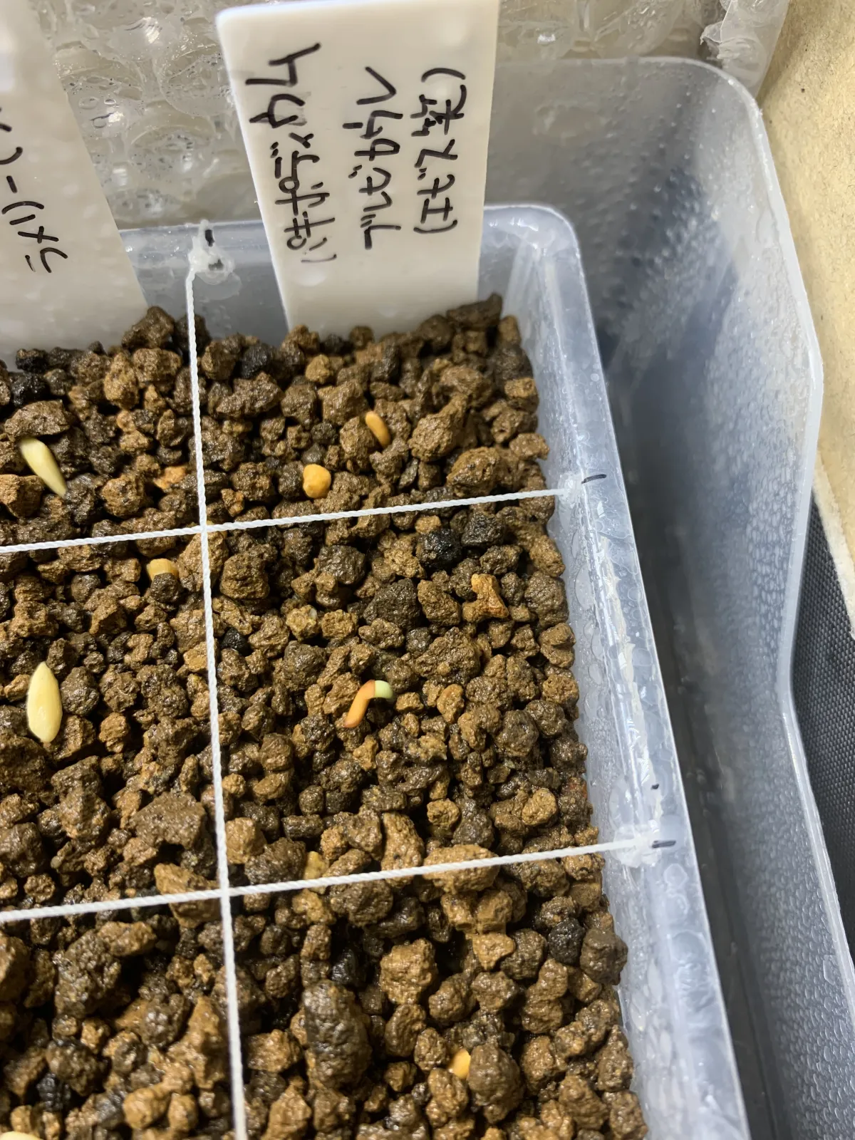 Pachypodium brevicaule subsp. leucoxanthum (パキポディウム レウコキサンツム)