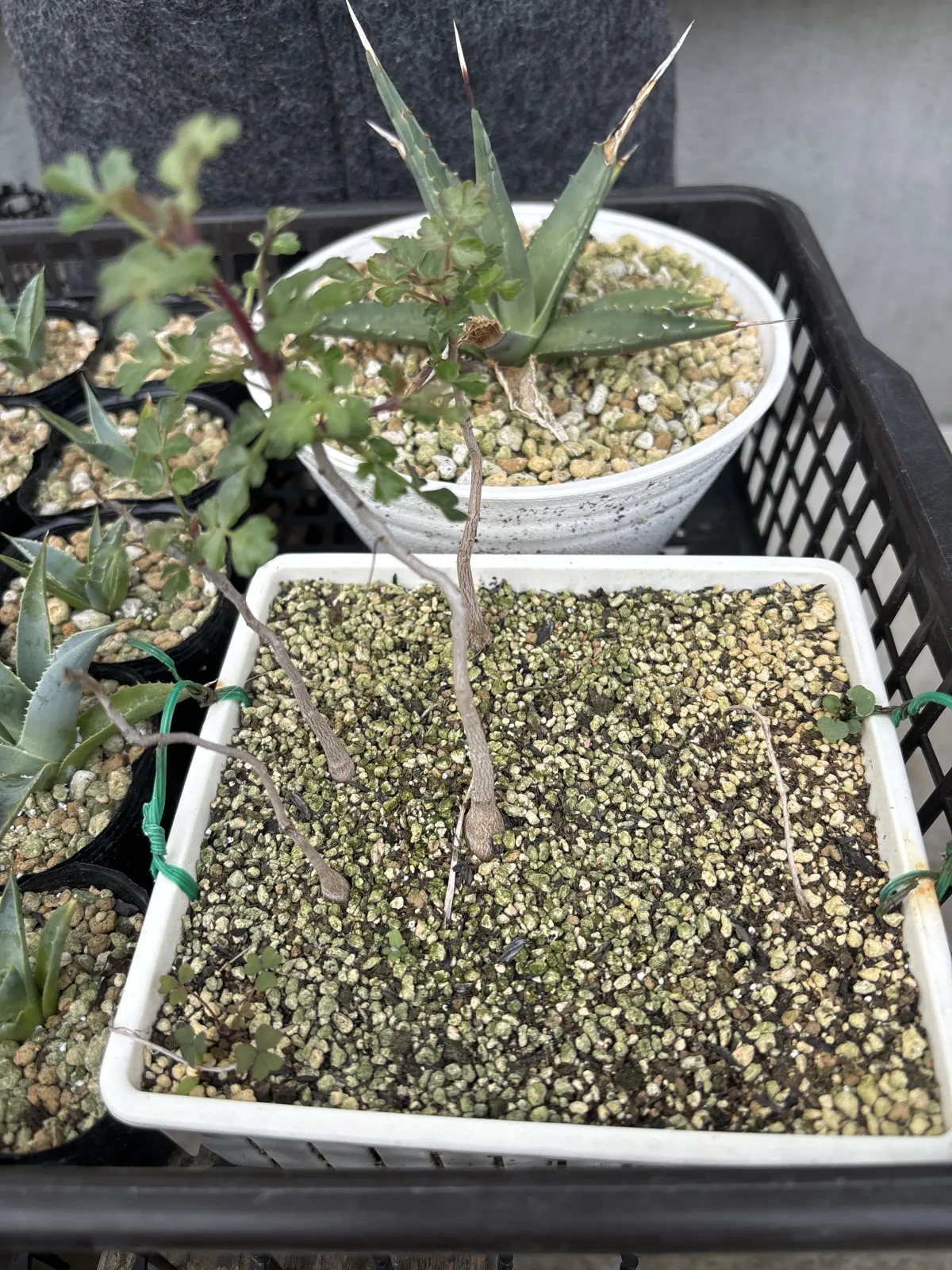 Pachycormus discolor (パキコルムス ディスカラー)