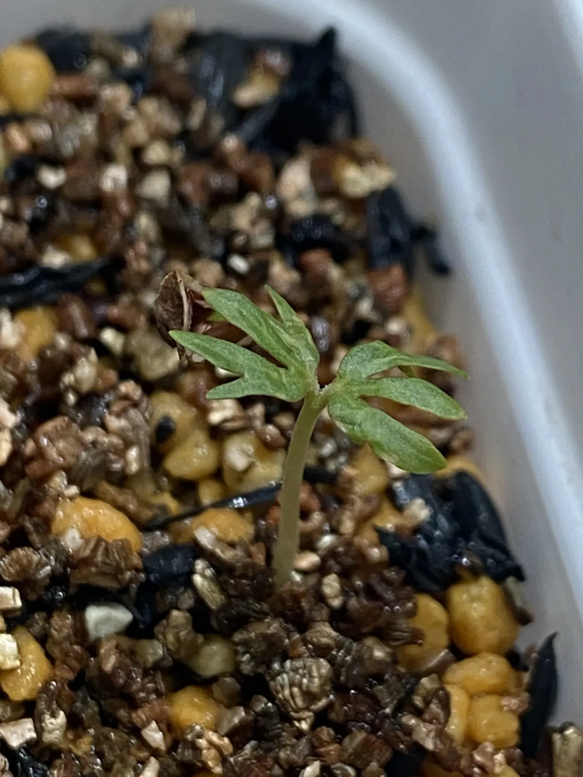 Boswellia sacra (ボスウェリア サクラ)