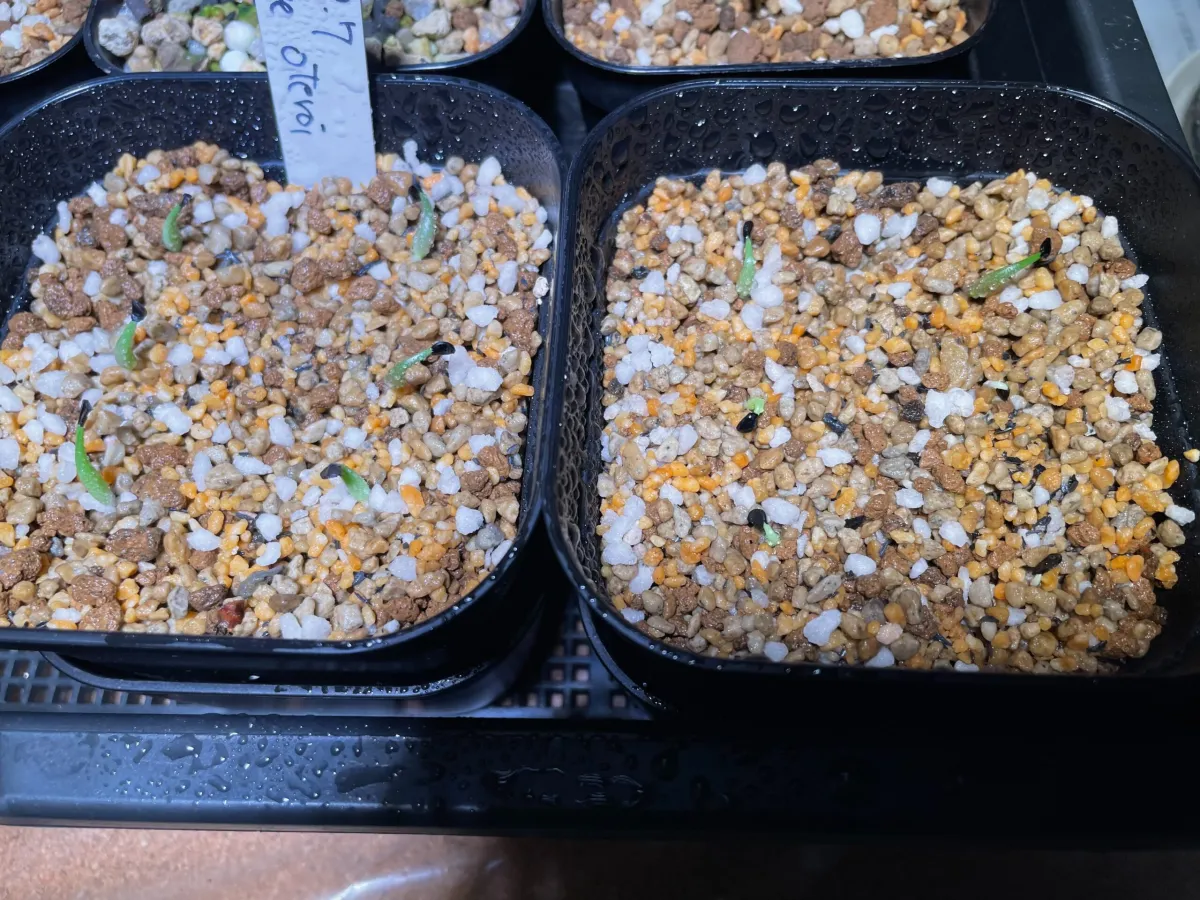 Agave oteroi (アガベ オテロイ)