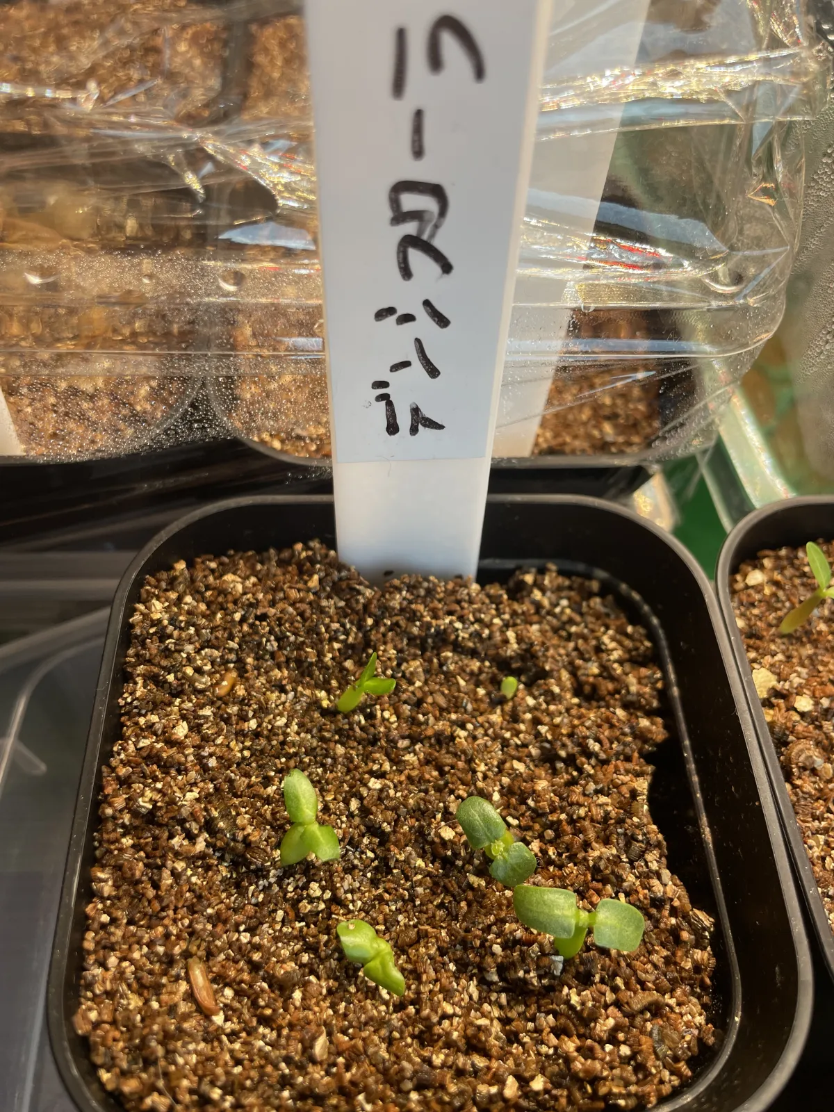 Pachypodium densiflorum var. densiflorum (パキポディウム デンシフローラム)