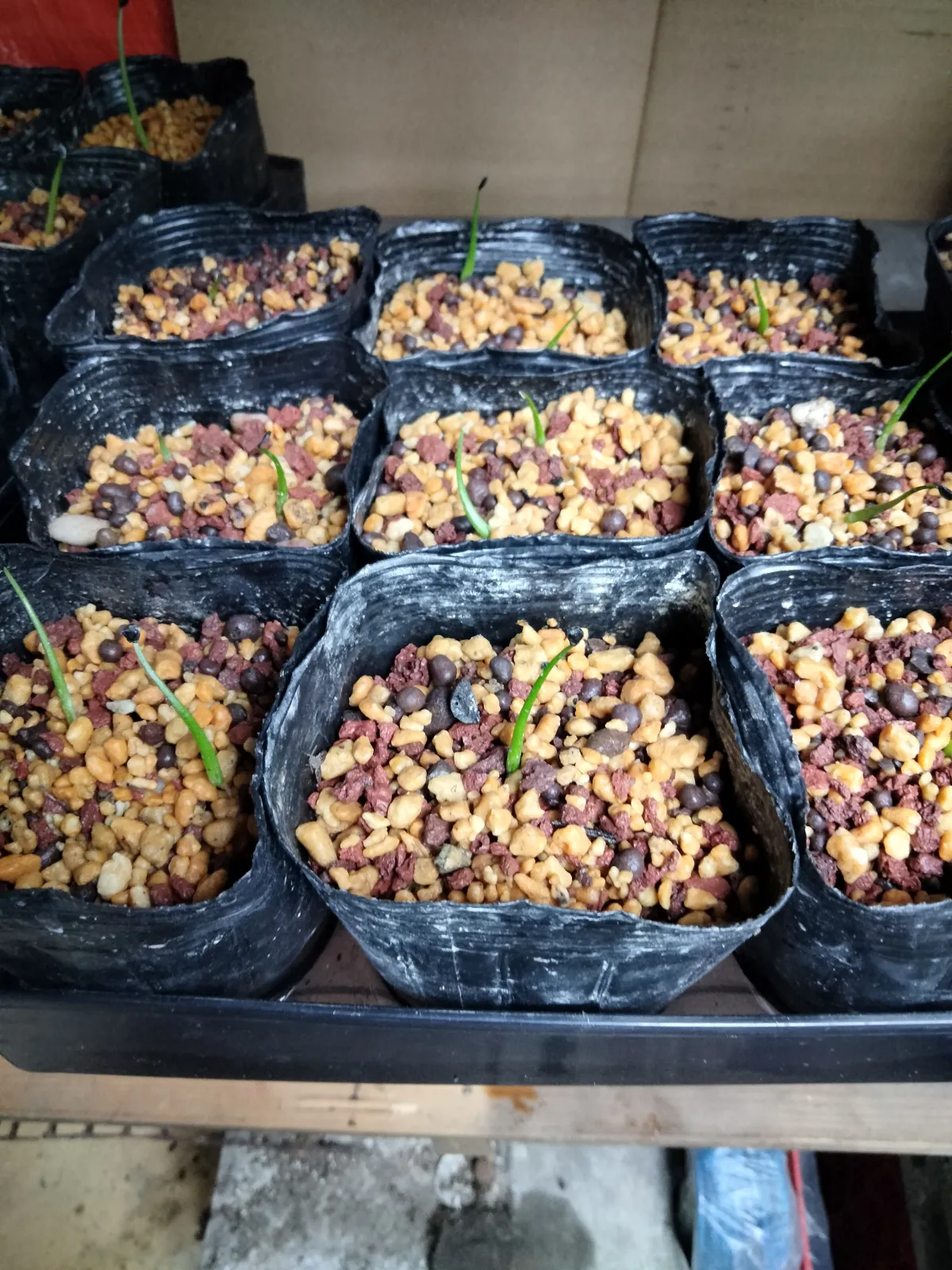 Agave titanota 'Blue' (アガベ チタノタブルー)