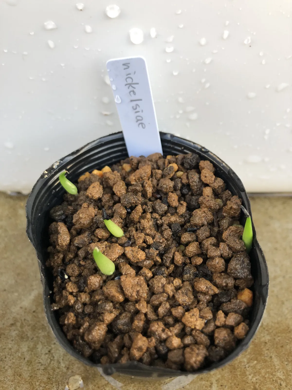 Agave nickelsiae (アガベ ニッケルシー)