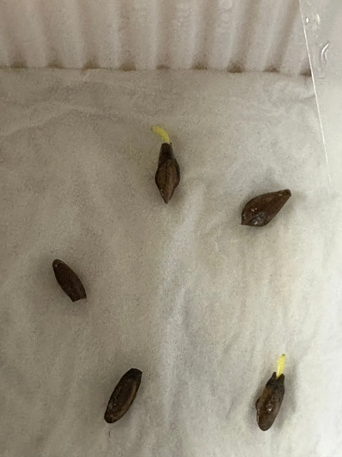 Senna meridionalis (センナ メリディオナリス)