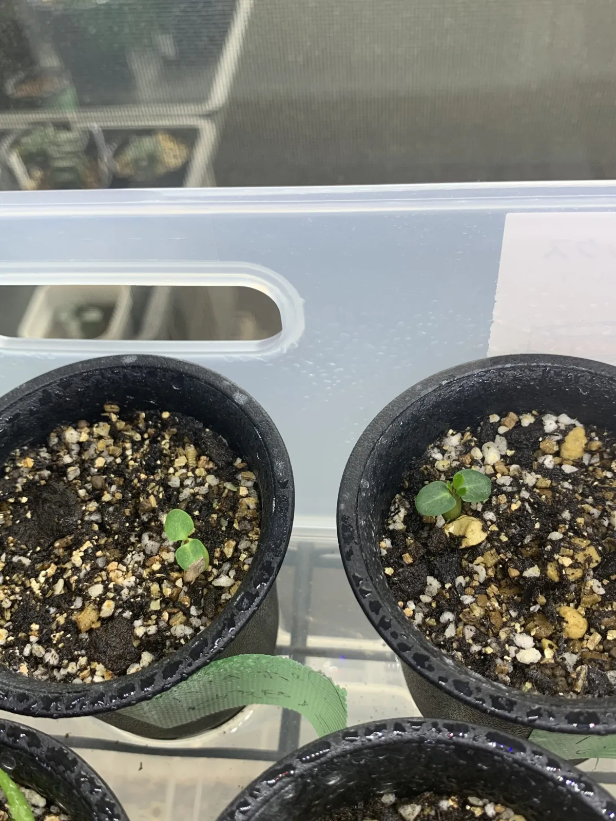 Pachypodium bispinosum (パキポディウム ビスピノーサム)