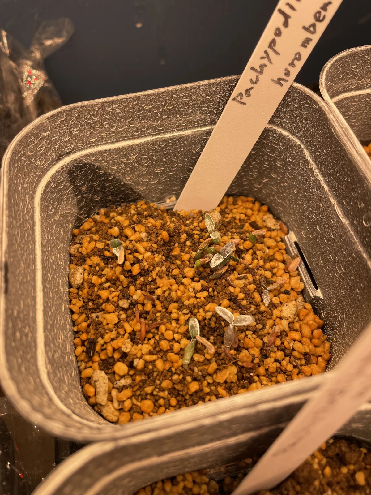 Pachypodium horombense (パキポディウム ホロンベンセ)