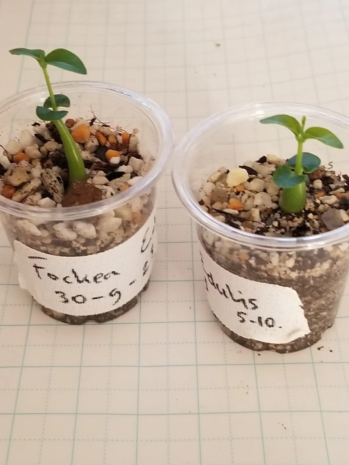 Fockea edulis (フォッケア 火星人)