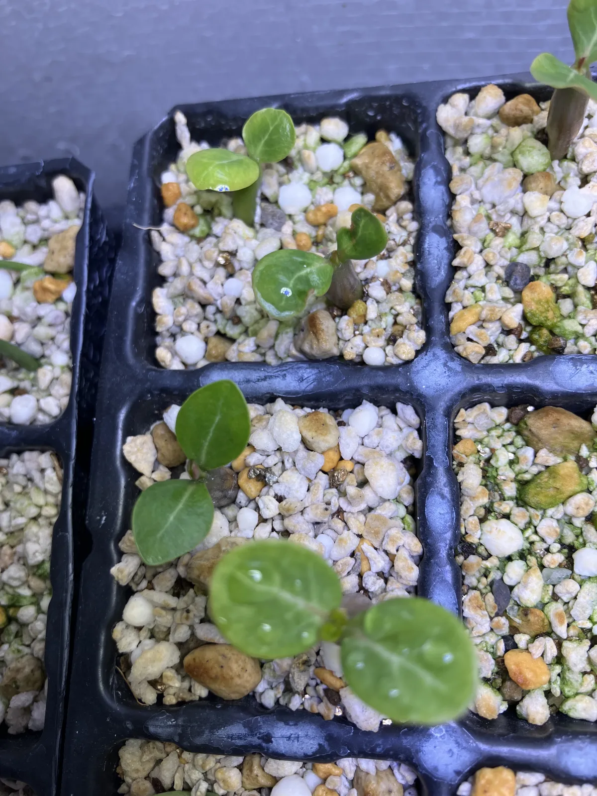 Adenium obesum (アデニウム オベスム)