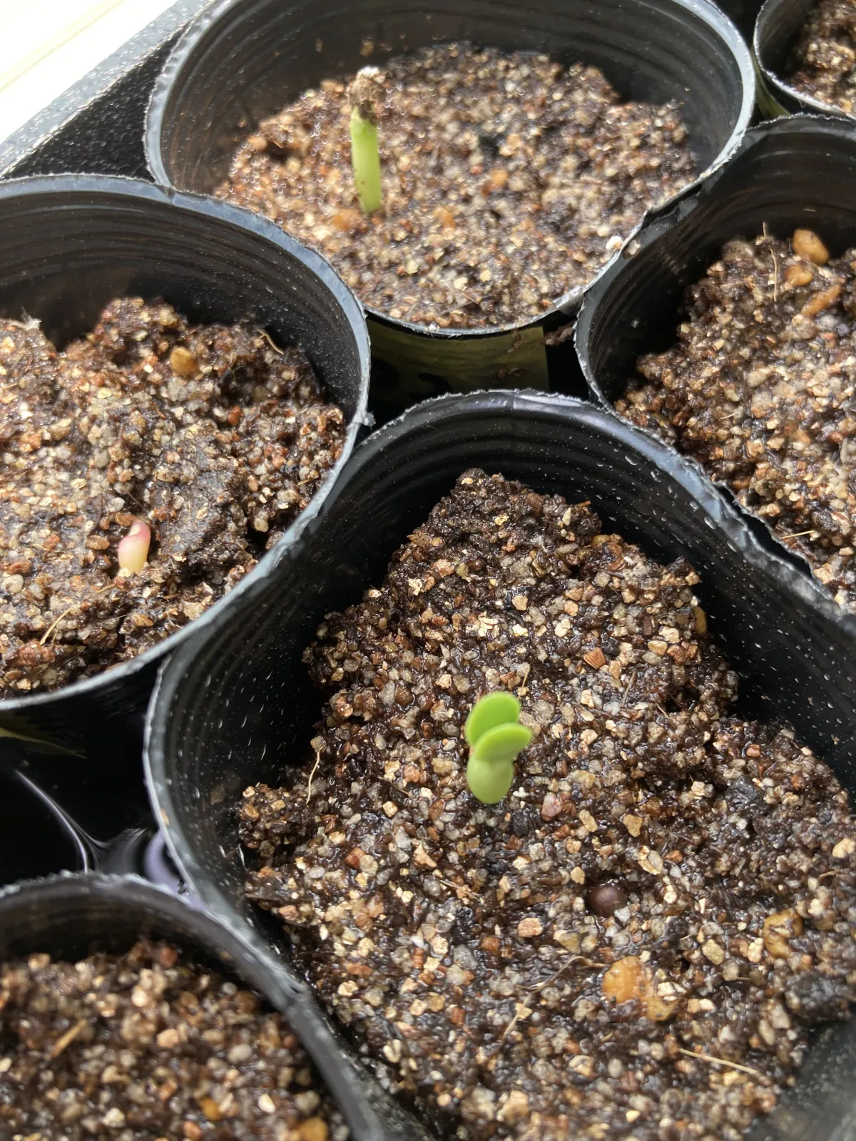 Euphorbia grandicornis subsp. grandicornis (ユーフォルビア グランディコルニス)