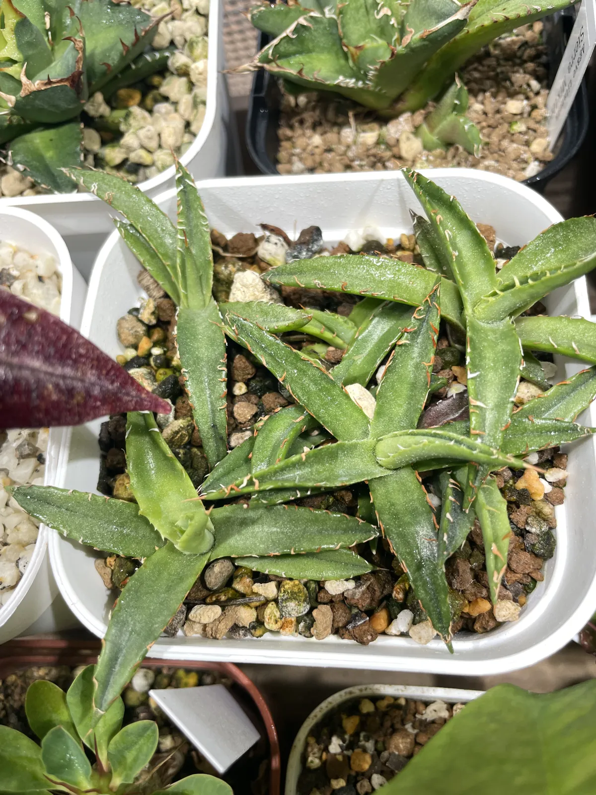 Agave horrida ssp. horrida (アガベ ホリダ)