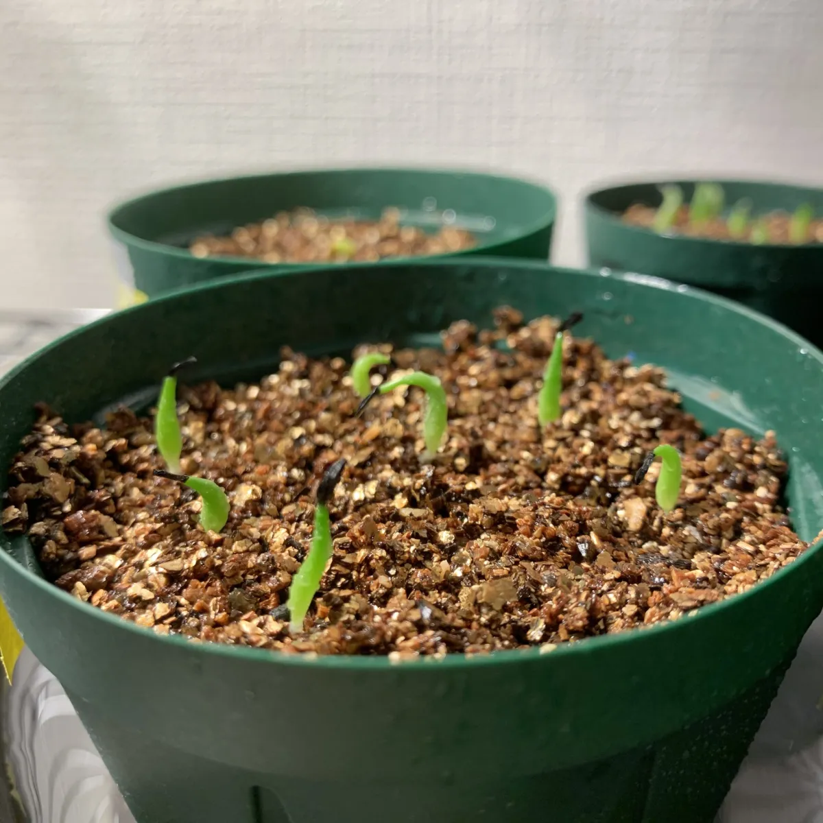 Agave titanota 'Blue' (アガベ チタノタブルー)